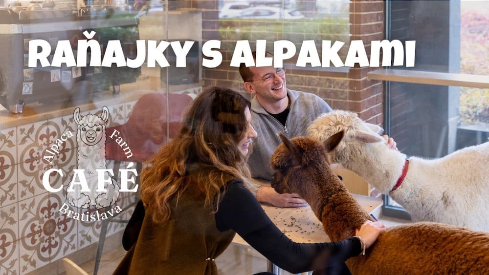 Сніданок з альпаками